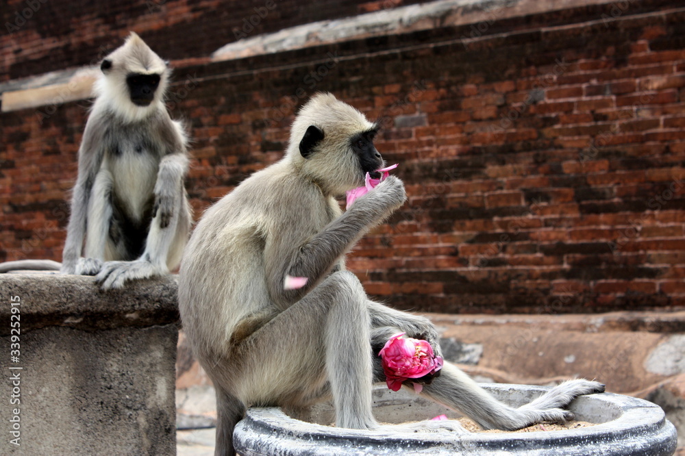 Macaque mangeant
