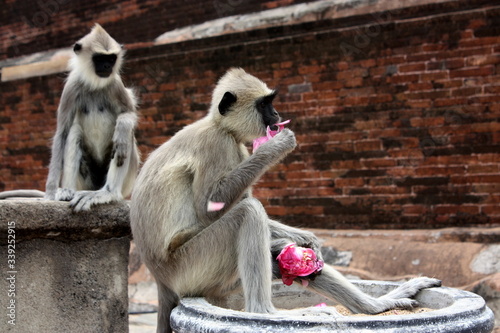 Macaque mangeant © Florian