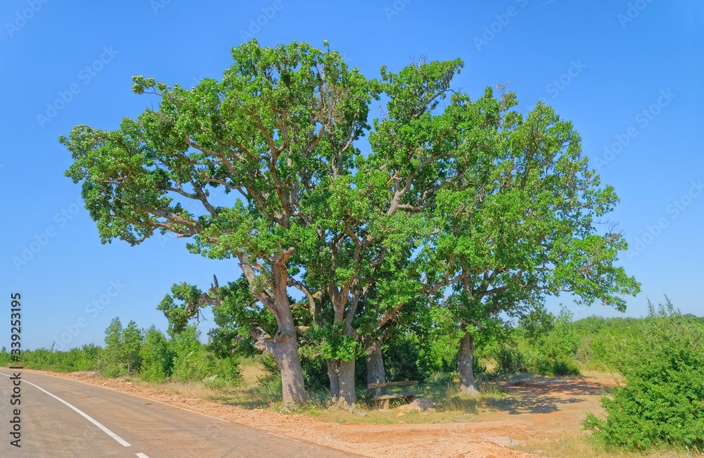 Fototapeta premium Big old oak tree near the asphalt road in the Dalmatian hinterland in Promina County at Dalmatian Zagora in Croatia