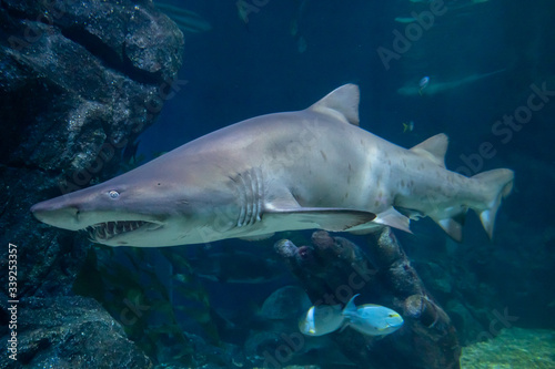 Closeup of Shark swimming in water © Brandon