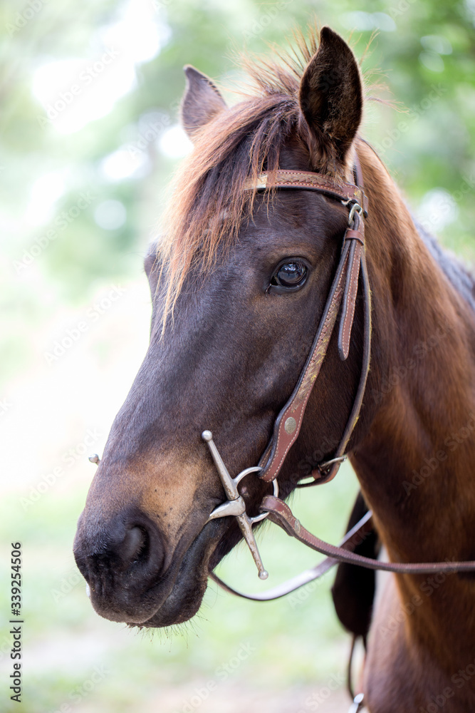 beautiful brown horse is standing on ground beautiful brown horse is standing on ground