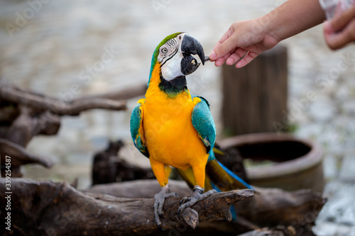 someone gave food or sunflower seeds to macaw bird photo