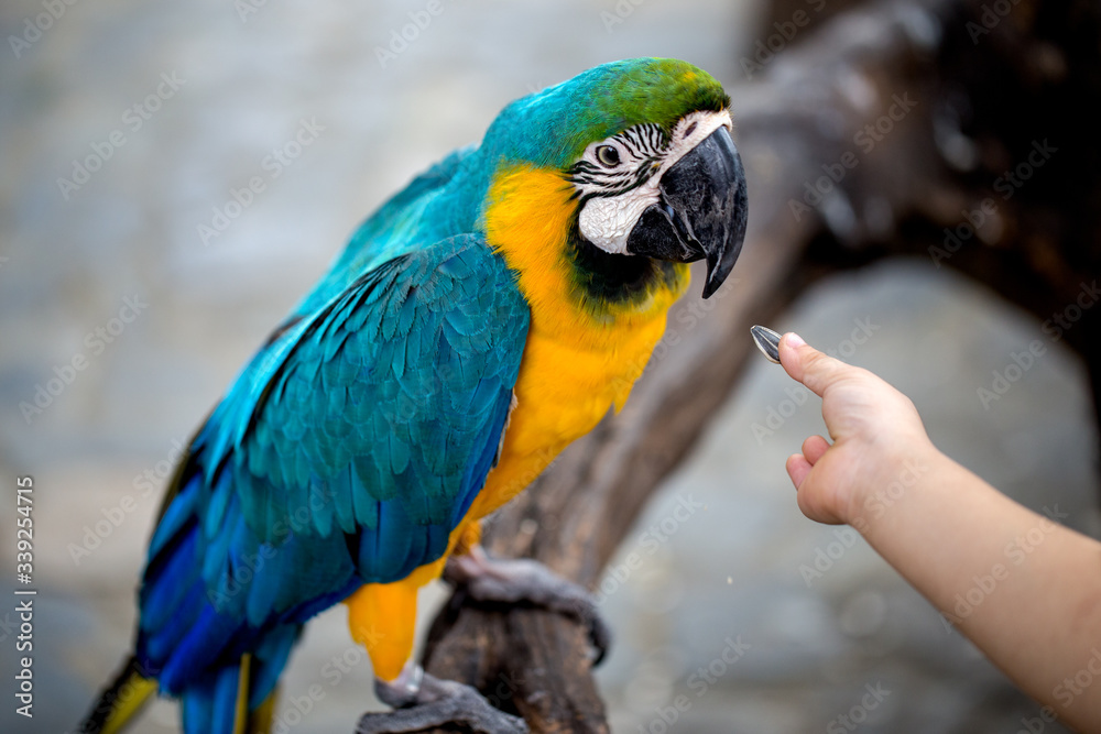 Fototapeta premium someone gave food or sunflower seeds to macaw bird