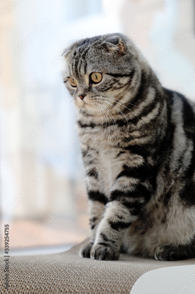 Fototapeta premium cat on the window sill