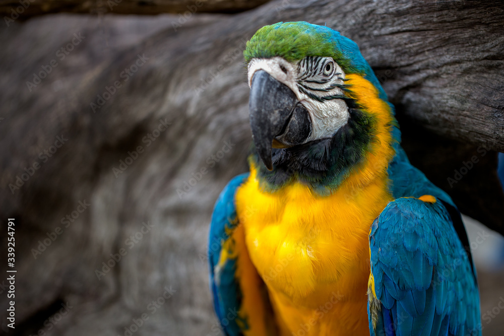 Obraz premium Beautiful macaw bird is hanging on branch