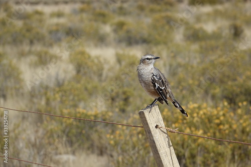 ARGENTINA - PAMPAS - OLD WORLD FLYCATCHER ON FENCE