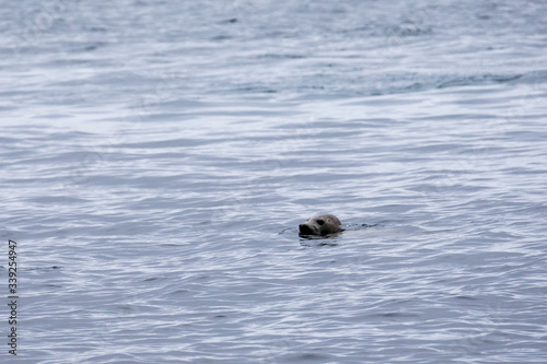 Seehund - Färöer - Inseln im Nordatlantik
