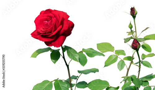 Blooming red rose and three buds isolated on white background. Selective focus.