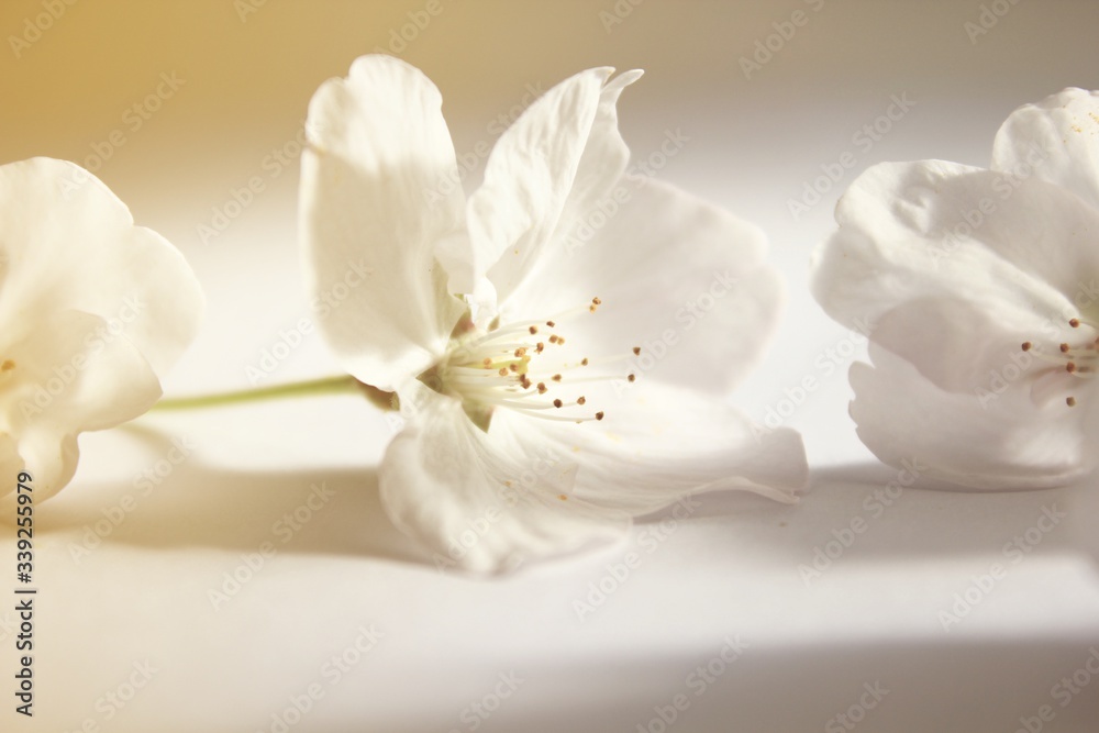 Close-up Sakura on white background,soft focus cherry blossoms in Japan Close-up Sakura on white background,soft focus cherry blossoms in Japan
