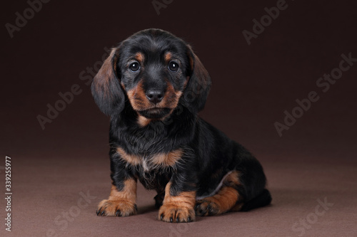 Cute dachshund puppy sitting on a brown background