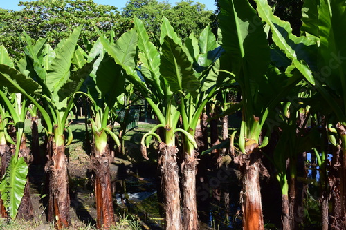 A group of palm trees photo