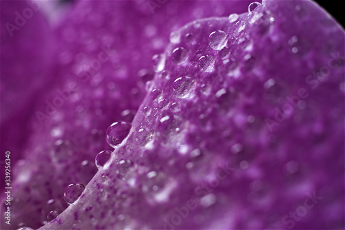 close up of orchid with water droplet on flowers petal