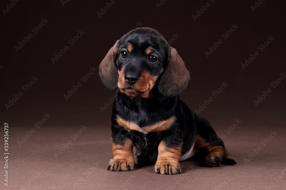 Cute dachshund puppy sitting on a brown background