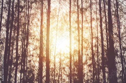 Pine forest backlit by golden sunlight before sunset