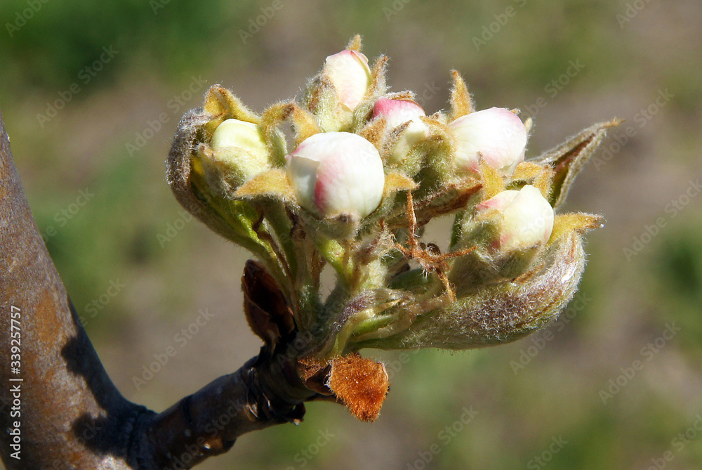 Pear tree branches with buds Pear tree branches with buds