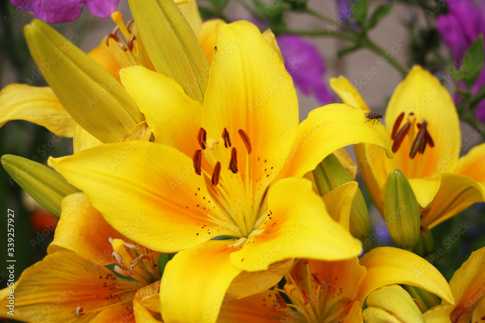 yellow lilies in the garden and a fly yellow lilies in the garden and a fly