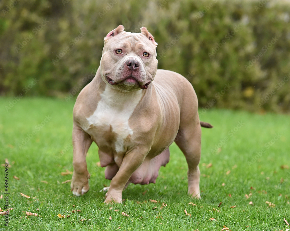 a strong american bully dog