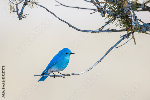 Mountain bluebird perched on twig.