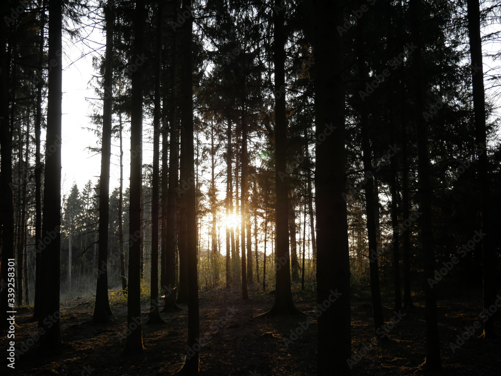 Obraz premium Sunset in the forest