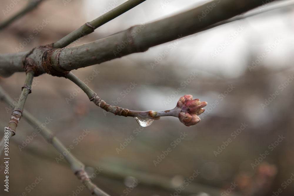 bud branch dewdrop spring awakening bud branch dewdrop spring awakening