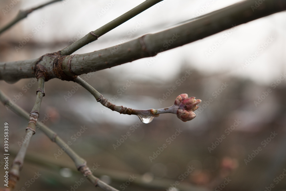 bud branch dewdrop spring awakening bud branch dewdrop spring awakening