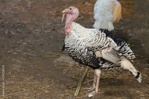 The big Turkey cock is beautiful in farm garden at thailand