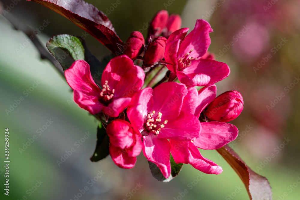Blooming flowers of Malus × moerlandsii Liset Blooming flowers of Malus × moerlandsii Liset