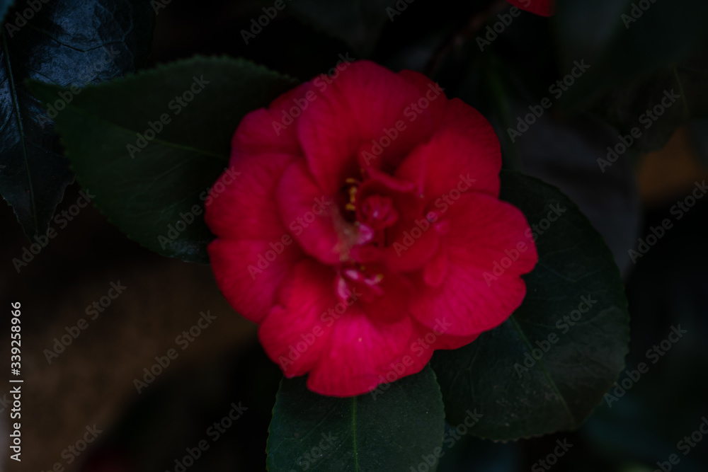 Blooming red camellia japonica emperror of russia