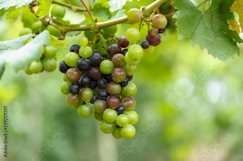Green grapes on its  tree are delicious fruits for someone