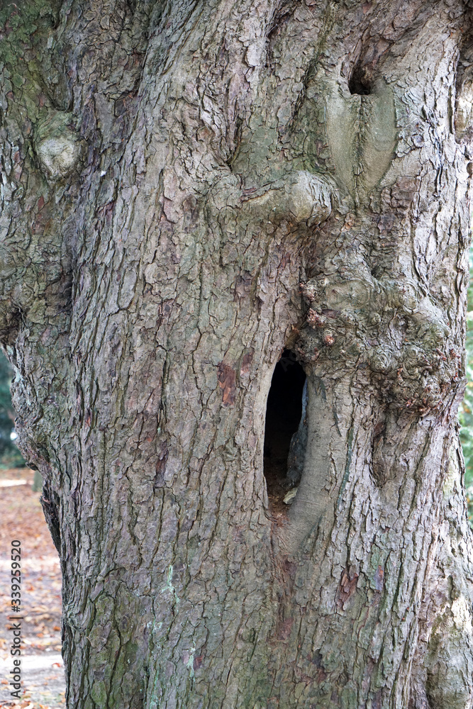 Fototapeta premium tree bark background