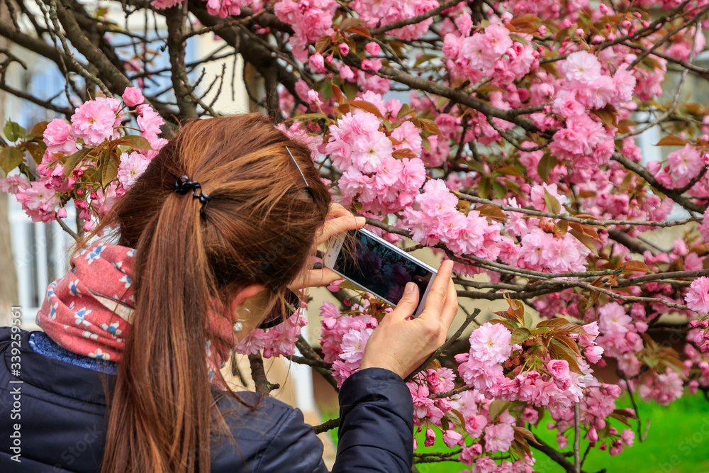 Naklejka premium Branches of beautiful blooming pink sakura (flowering cherry) in springtime