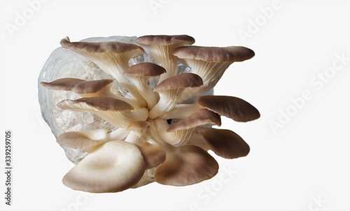 Oyster mushrooms in plastic bags  on white background