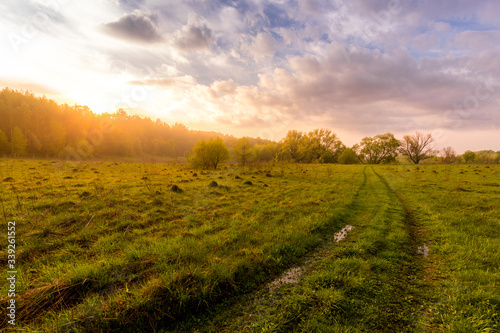 Sunset or dawn in a field with green grass, footpath and willows in the background. Early summer or spring. Landscape after rain with a light haze. photo