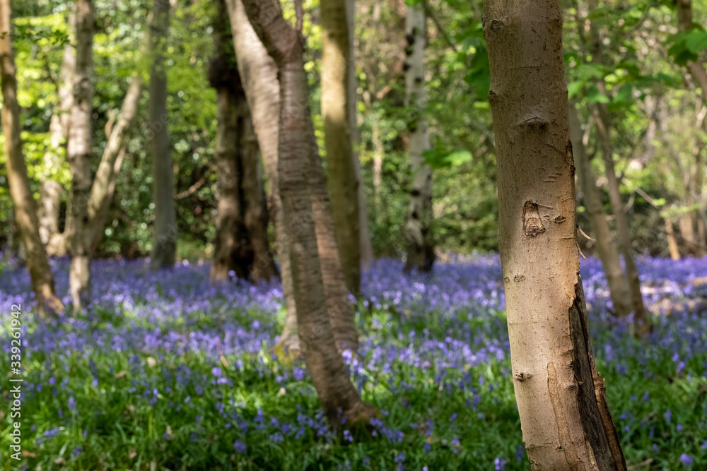 Carpet of bluebells in spring, photographed at Pear Wood next to Standmore Country Park in Stanmore, Middlesex, UK Carpet of bluebells in spring, photographed at Pear Wood next to Standmore Country Park in Stanmore, Middlesex, UK