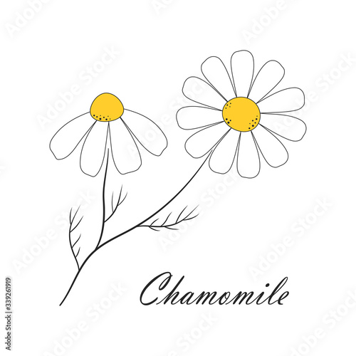 card with chamomile isolated on white background