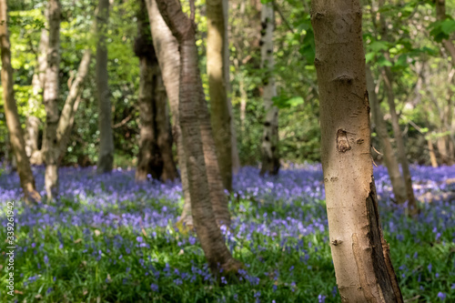 Carpet of bluebells in spring, photographed at Pear Wood next to Standmore Country Park in Stanmore, Middlesex, UK