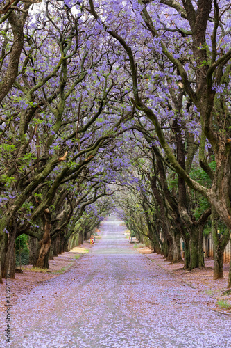 Purple colored jacaranda flowers in the trees and in the road