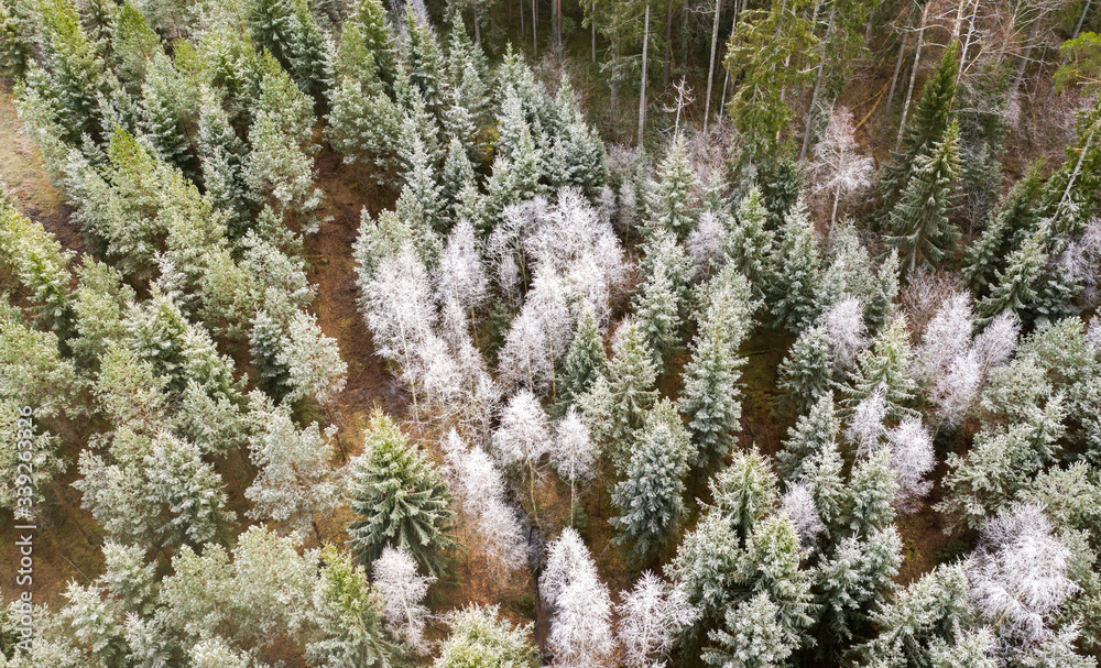 Aerial view of the forest in late autumn, Inkoo, Finland Aerial view of the forest in late autumn, Inkoo, Finland