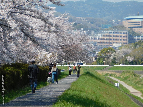 Tapety artystyczne 桜が咲く安威川の堤防を散歩する人々