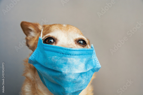 dog wearing a medical face mask to protect herself from infection or air pollution © RomanWhale studio