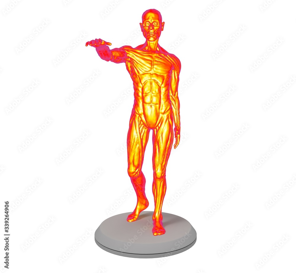 Obraz premium 3d illustration of the muscle man anatomy