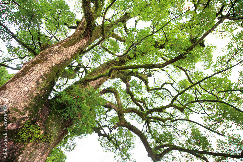 Beautiful big tree in the garden is very strong