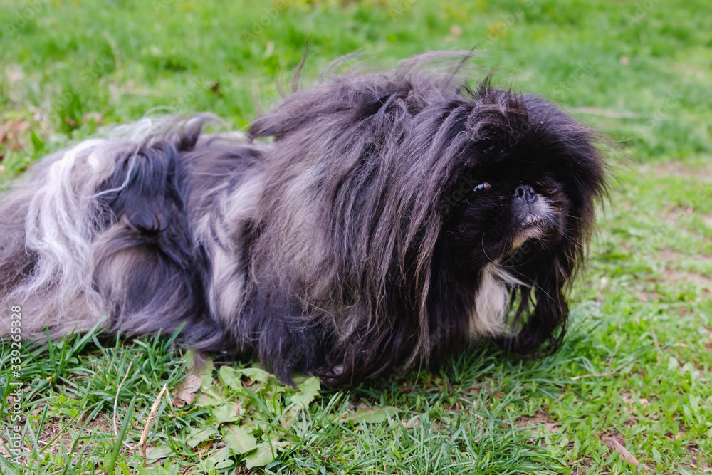 Fototapeta premium cute black puppy funny pekingese dog