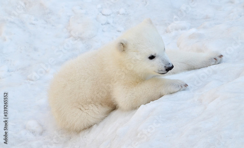Fotografia polar bear cub