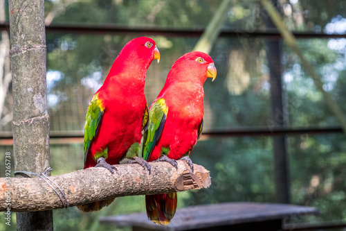 Two close-up Chattering lory parrots are sitting in an aviary in Kuala Lumpur Bird Park © terezika