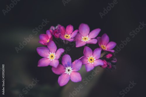 Wildflower Alpine Forget-me-not flower / Myosotis alpestris dark background © Marc Andreu