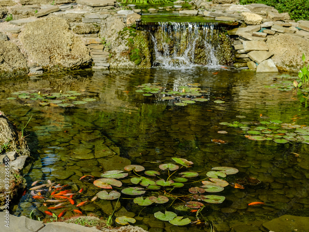 Fototapeta premium Japan Koifish Carp in Koi pond