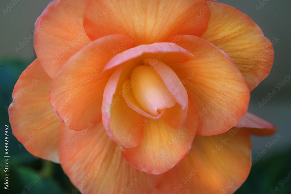 orange rose flower closeup