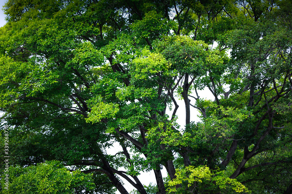 Fototapeta premium Big tree with green leaves on a white background