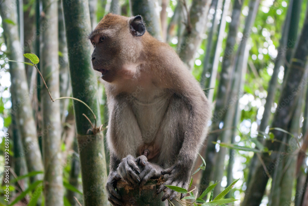 Obraz premium サル：タイのトレッキングで出会った竹林のモンキー：東南アジア